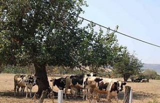 Sıcaklar inekleri de olumsuz etkiledi