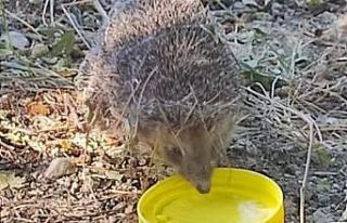 Sıcaktan bitkin düşen kirpiye vatandaşlar su verdi