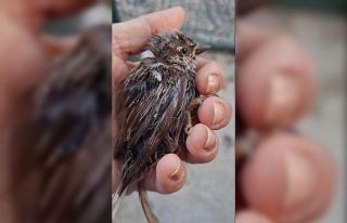 Sıcaktan bitkin düşen serçeye vatandaş şefkati
