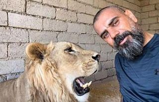 Sıcaktan bunalan aslanlar havuzda ve hortumla serinletiliyor