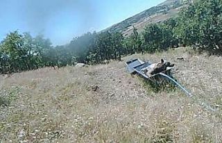 Sıcaktan bunalan boz ayı suvata girerek serinledi