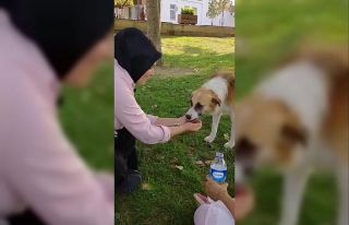 Sıcaktan bunalan köpeğe elleriyle su içirdi