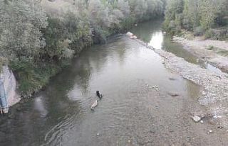 Sıcaktan bunalan köpekler Tağar Çayı’nda serinledi