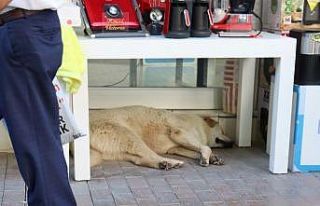 Sıcaktan yorgun düşen sevimli köpek masa altına...