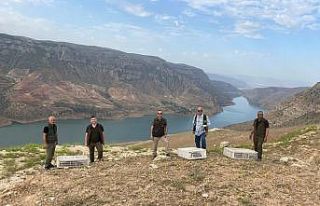 Siirt’te 600 kınalı keklik doğaya salındı