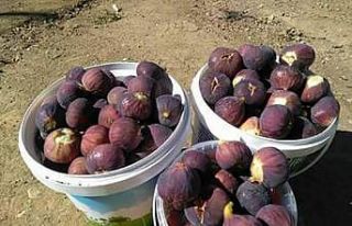 Siirt’te taze incir tezgahlarda