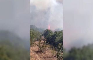 Silivri’de ormanlık alanda yangın