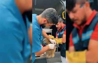 Sincan Belediyesi son 6 ayda bin 367 hayvanı tedavi...