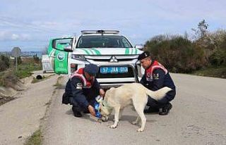 Sinop HAYDİ sokak hayvanlarını unutmadı