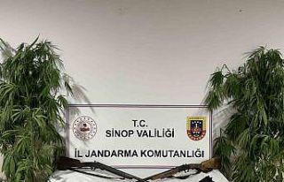 Sinop’ta jandarmadan uyuşturucu operasyonu: 1 gözaltı