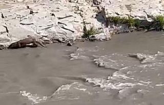 Şırnak’ta su samuru görüntülendi