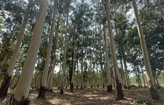 Sıtmadan insanların öldüğü bataklık artık...