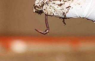 Sivas’ın toprak dostu solucan gübresi Almanya...