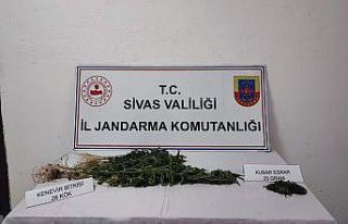 Sivas’ta 28 kök kenevir bitkisi geçirildi