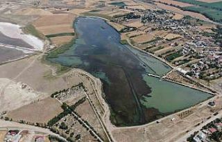 Sivas’ta ilginç doğa olayı, göl yosunla kaplandı