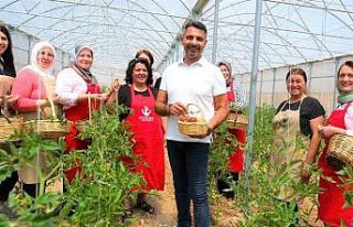 Sivrihisarlı kadınlar ilk domates hasadını gerçekleştirdi