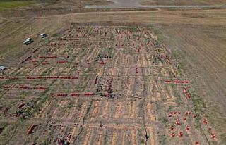 Soğanın başkenti Polatlı’da yazlık sökümünde...