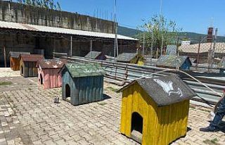 Sokak hayvanlarının yuvalarını tadilat yapıp...