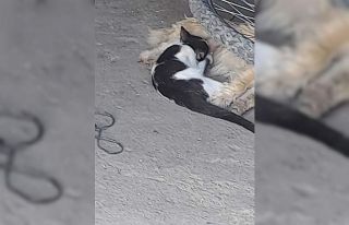 Söke’de yavru kediyi emziren köpek yürekleri...