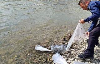 Şuhut’ta göletlere 115 bin yavru sazan balığı...