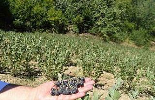 Süper meyvede ilk hasat