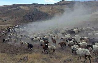 Süphan Dağı eteklerin tozlu ve zorlu yolculuk