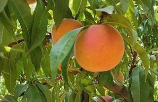 Talep artışı sonrası oluşan fiyatlar şeftali...