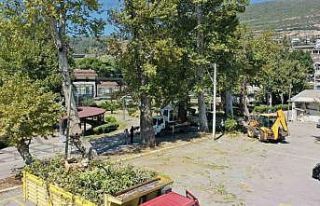 Tarihi çınarlar bakıma alındı