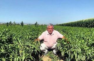 Tarlada 5 liraya pazarda 35 lira