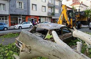 Tavşanlı’da asırlık ağacın dalı kırılarak...