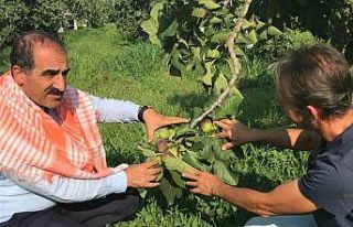Taze incir ihracatı başladı