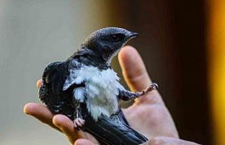 Tedavi altında olan Kerkenez özgürlüğe kanat...