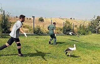 Tedavileri tamamlanan 2 leylek özgürlüğe kanat...