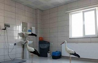 Tedavileri tamamlanan 3 leylek doğaya salındı