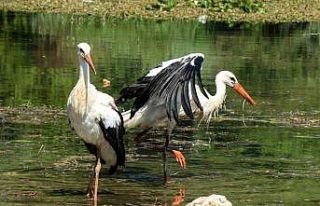 Tedavileri tamamlanan yavru leylekler doğaya bırakıldı