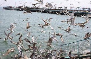 Tekirdağ sahilinde martıların ekmek kavgası