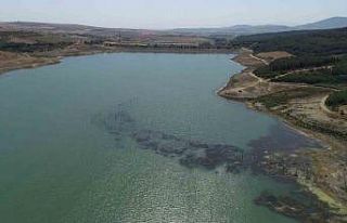Tekirdağ’da korkutan görüntü: Barajdaki çalı...