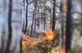 Tekirdağ’da orman yangını kontrol altına alındı