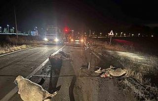 Tekirdağ’da otomobil koyun sürüsüne çarptı:...