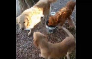 Tel örgüleri kesip yıllardır okulda beslenen 2...