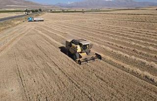 Tomarza’da hububat hasat zamanı başladı