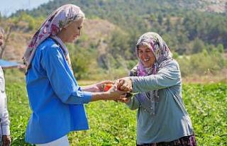 Toprakla buluşan 180 bin fide ilk ürünlerini verdi