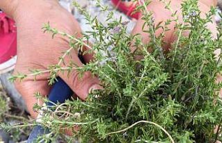 Toros dağlarını eteklerinden özenle kesilip kökü...