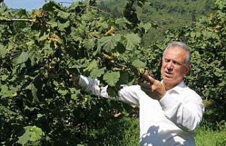 TTB Başkanı Eyyüp Ergan: “Açıklanan fındık...