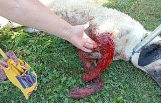 Tüfekle vurulduğu iddia edilen köpek kanlar içinde...