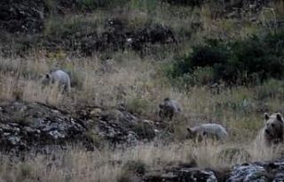 Tunceli’de anne bozayı, 3 yavrusu ile birlikte...