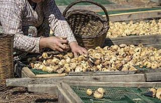 Türkiye’nin dünya lideri olduğu kuru incir, kuru...