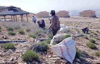 Tut ilçesinde lavanta hasadı yapıldı