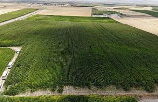 Üreticiler mısır veriminden umutlu