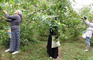 Üreticilerden ’fındık fiyatı’ değerlendirmesi